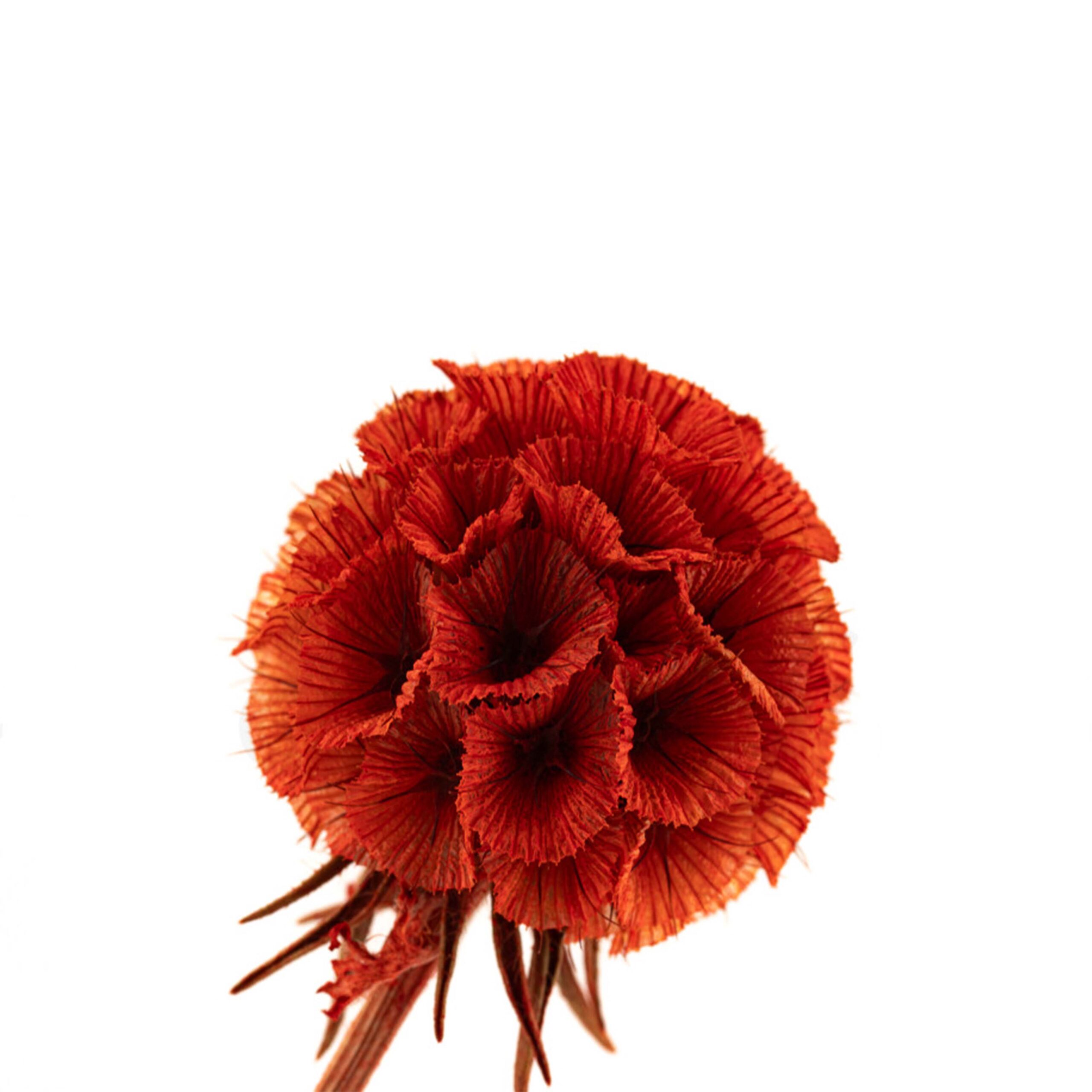 Scabiosa stellata rossa - immagine 2