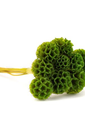 Scabiosa stellata verde
