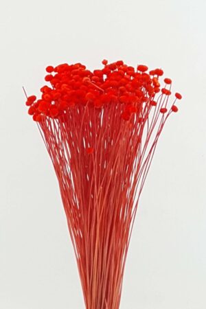 Amarelinho rosso