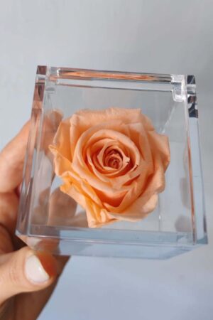 Bomboniera Box Rosa pesca stabilizzata