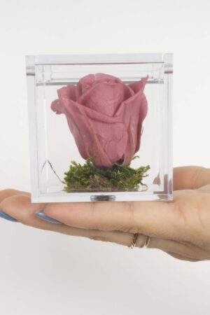 Bomboniera Box Rosa antico stabilizzata