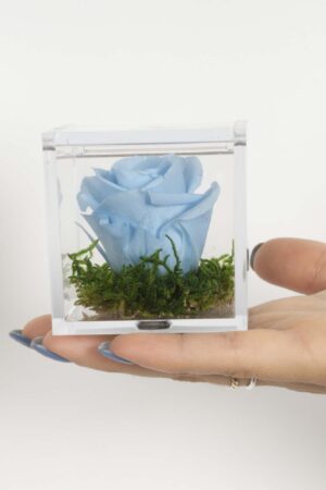 Bomboniera Box Rosa azzurra stabilizzata