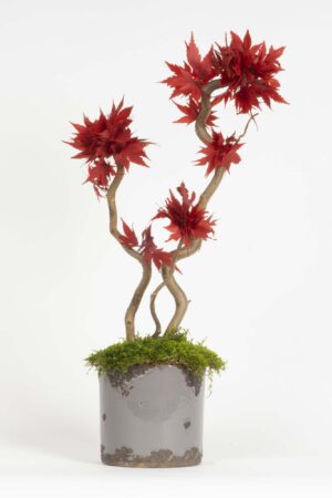 Mini Bonsai Acero stabilizzato