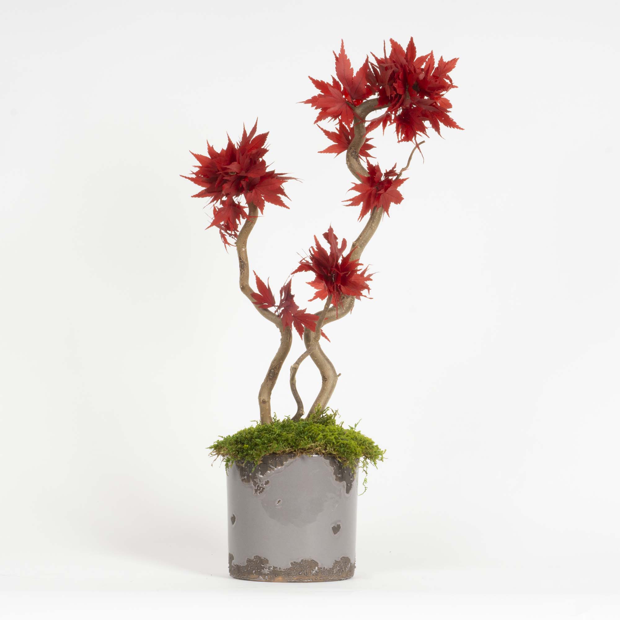 Mini Bonsai Acero stabilizzato