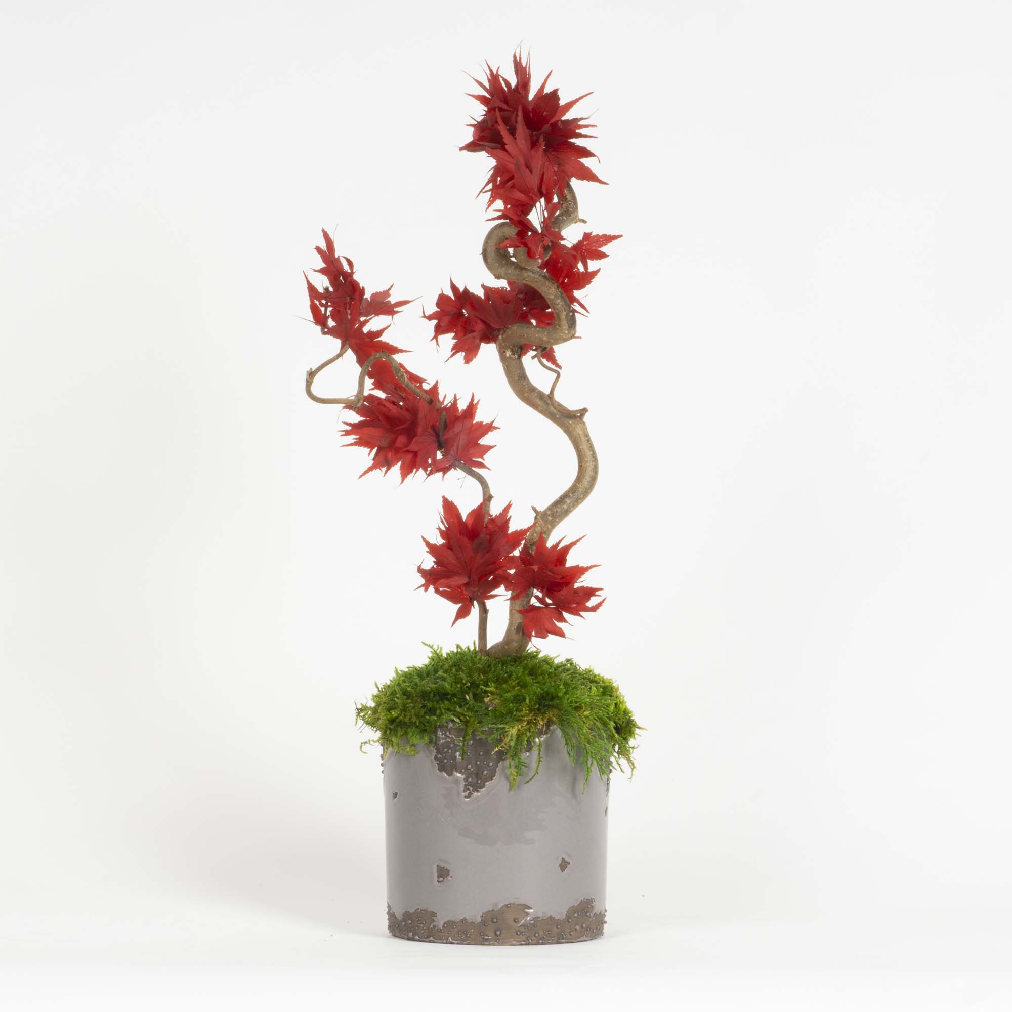 Mini Bonsai Acero stabilizzato - immagine 7