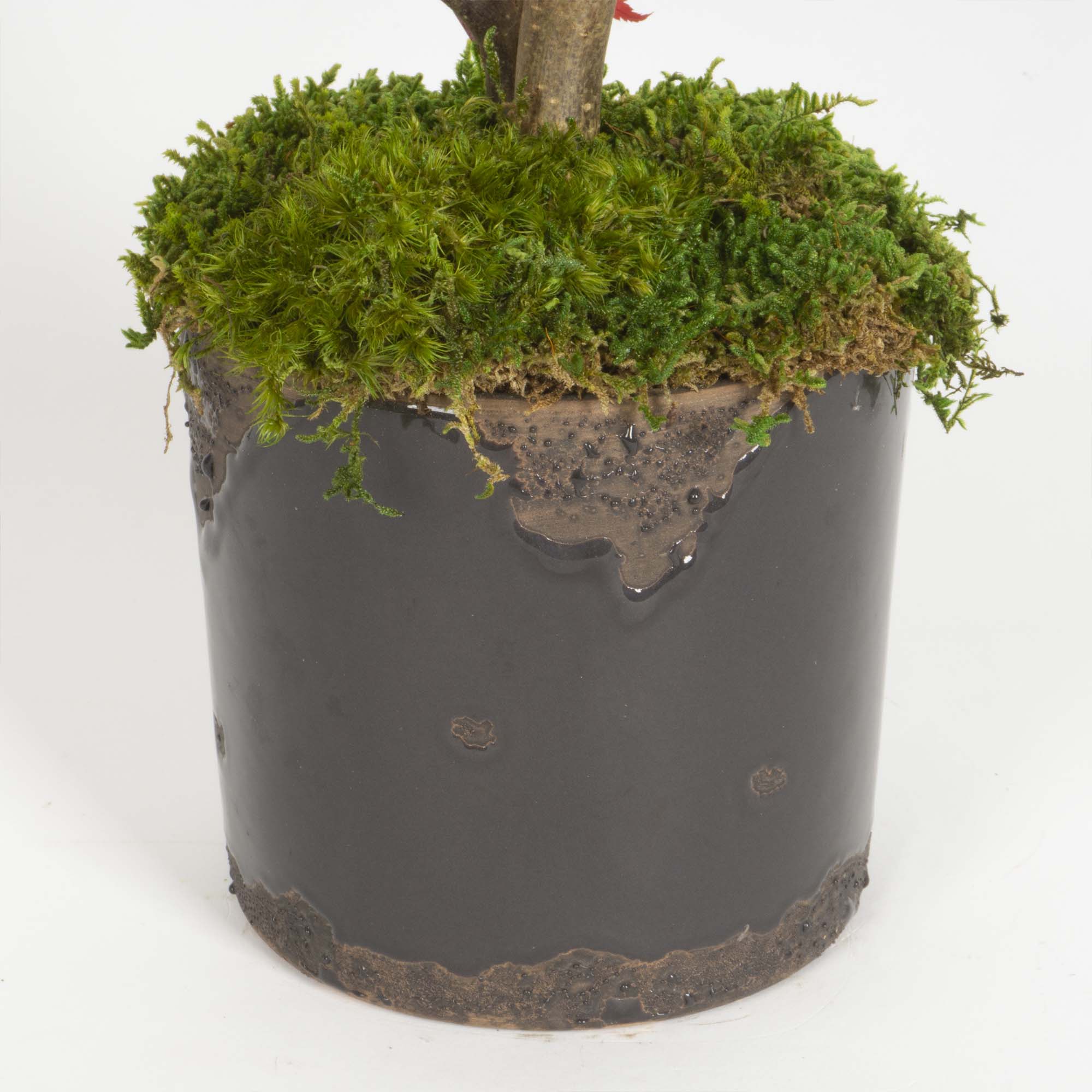 Mini Bonsai Acero stabilizzato - immagine 3