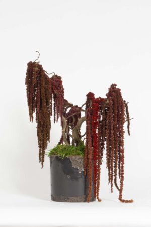 Mini Bonsai Amaranto stabilizzato