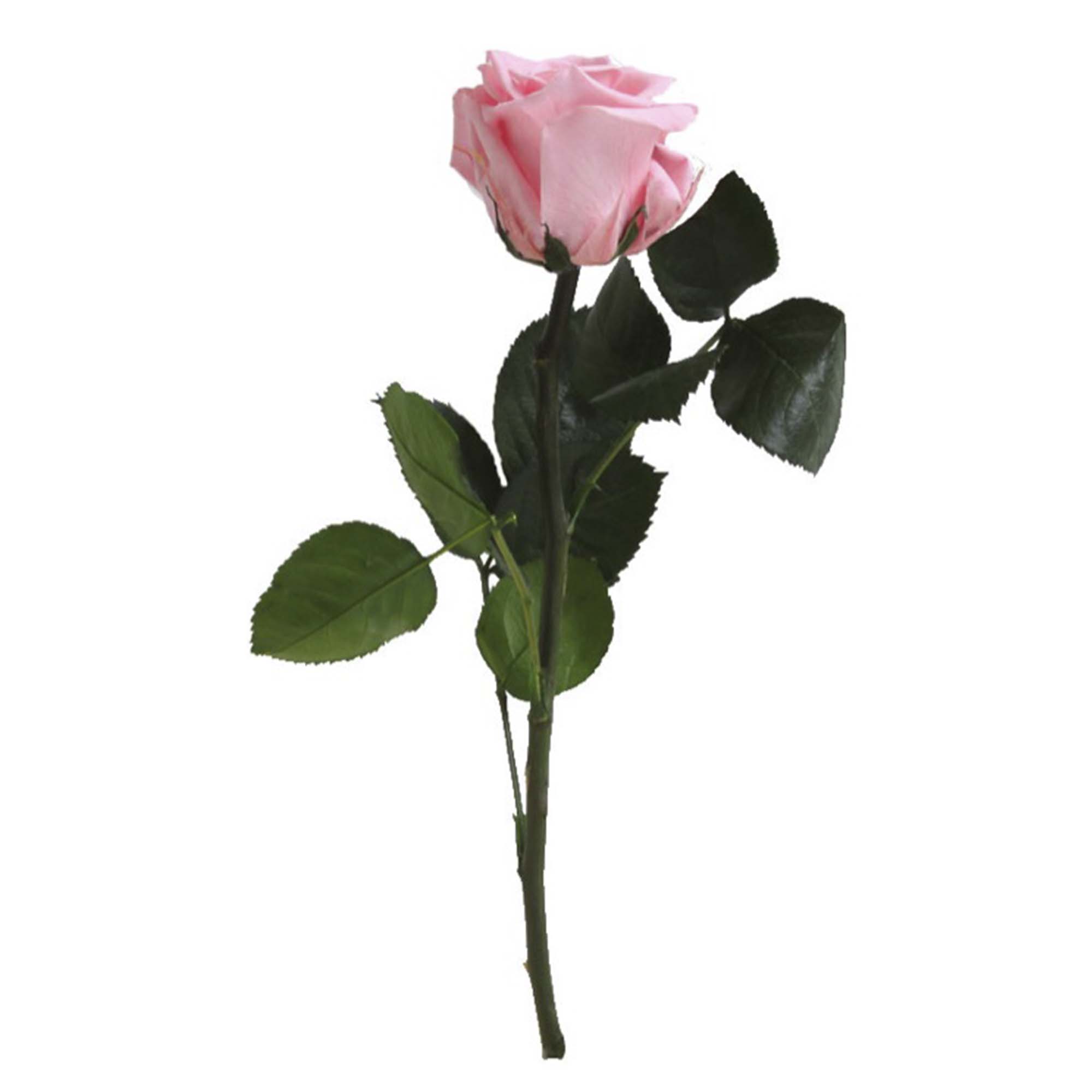 Rosa mini stelo Rosa pastello - immagine 2