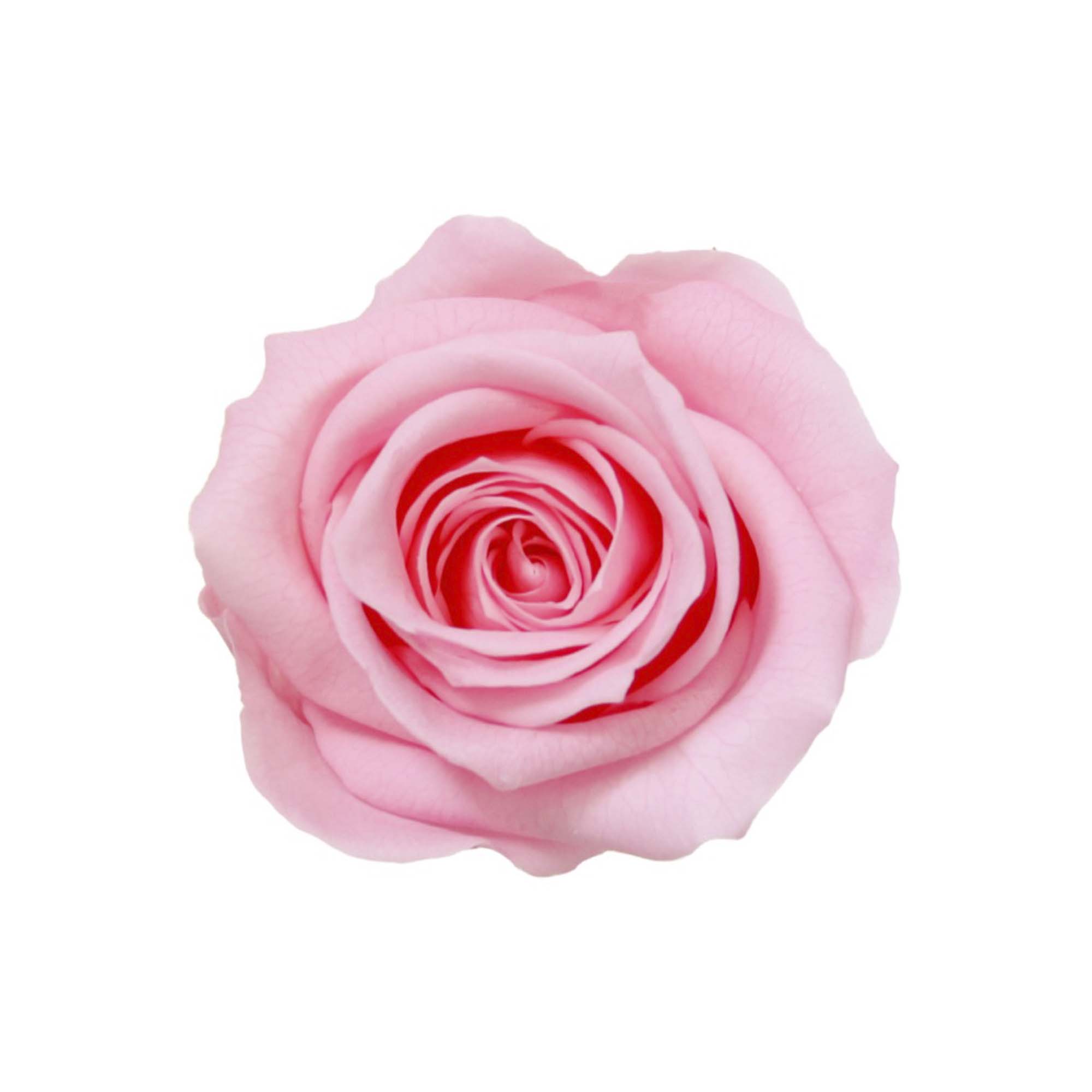 Rosa mini stelo Rosa pastello - immagine 3