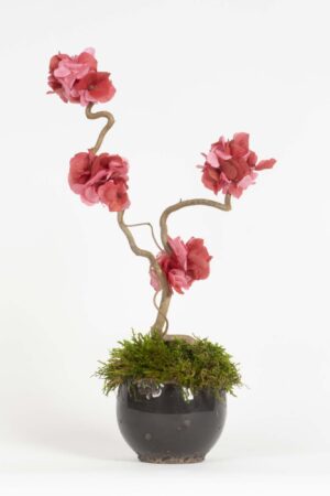 Mini Bonsai Ortensia stabilizzata