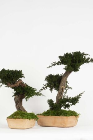 Bonsai Ginepro stabilizzato