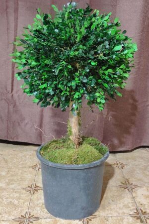 Buxus stabilizzato