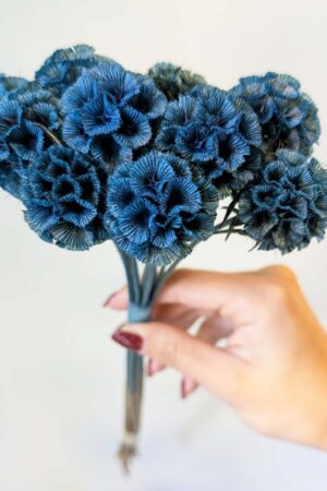 Scabiosa stellata blu