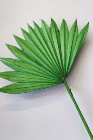 Palm Sun