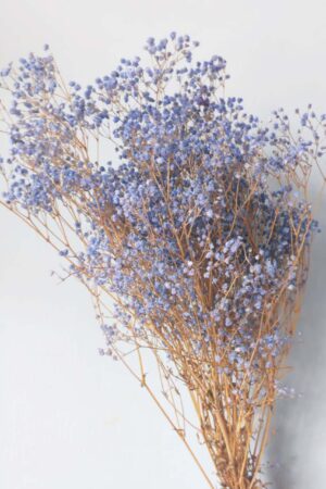 Gypsophila lilla pastello